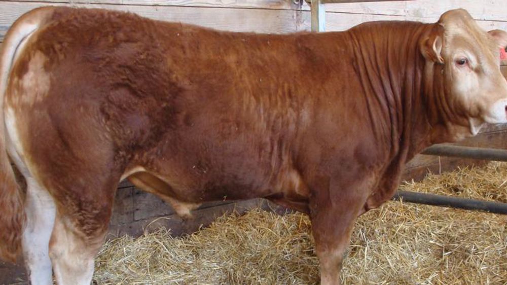 Un taureau limousin vendu 14 600 € aux enchères