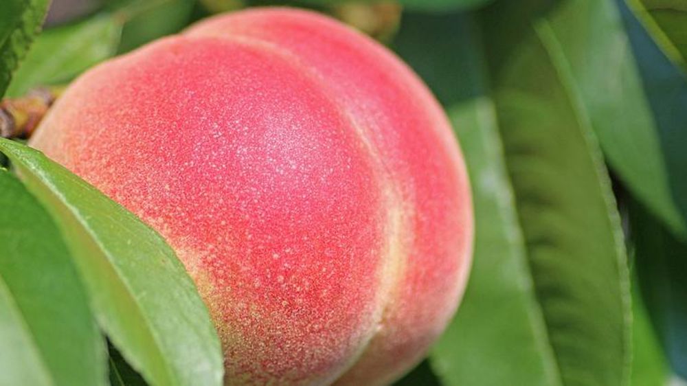 Une production de pêche au plus bas depuis 46 ans