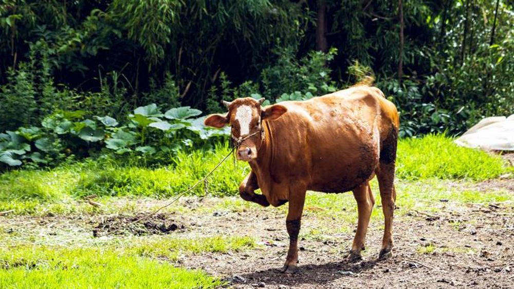 La Chine obligée d’importer plus de viande bovine