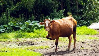 La Chine obligée d’importer plus de viande bovine La Chine obligée d’importer plus de viande bovine