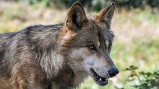 Le monde rural claque la porte du Comité loup de Haute-Savoie Le monde rural claque la porte du Comité loup de Haute-Savoie
