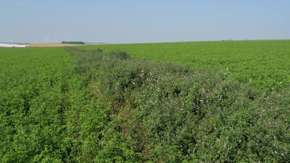 Apiluz veut pérenniser son action pour les pollinisateurs