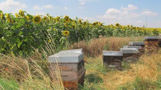 La Coordination rurale veut rencontrer Macron au sujet du plan pollinisateurs La Coordination rurale veut rencontrer Macron au sujet du plan pollinisateurs