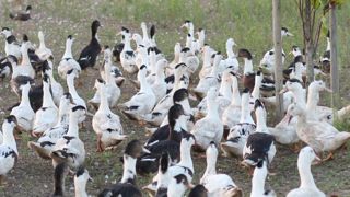 La campagne de surveillance de l’influenza aviaire débute La campagne de surveillance de l’influenza aviaire débute