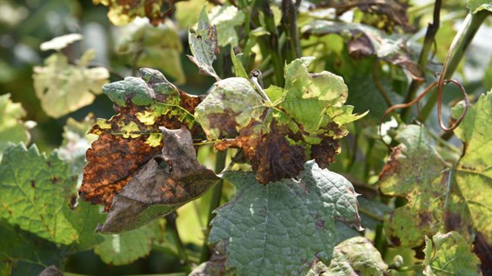 Une dérogation augmente la dose de cuivre autorisée sur vigne