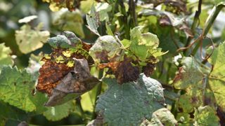Une dérogation augmente la dose de cuivre autorisée sur vigne Une dérogation augmente la dose de cuivre autorisée sur vigne