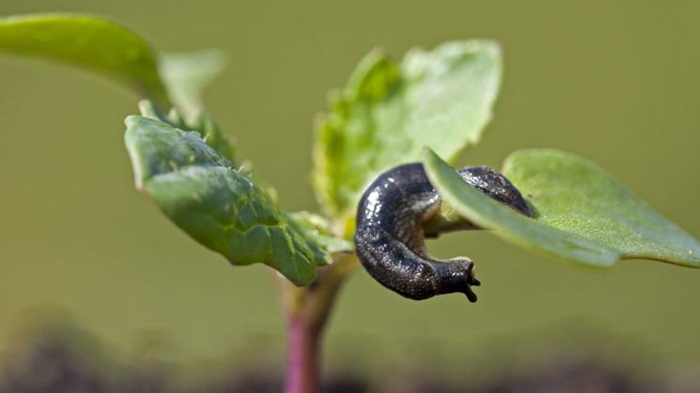 Les limaces sous surveillance pour les semis de colza