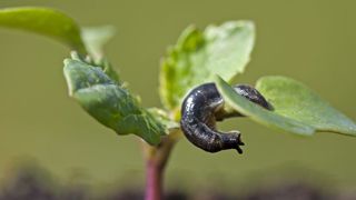 Les limaces sous surveillance pour les semis de colza Les limaces sous surveillance pour les semis de colza