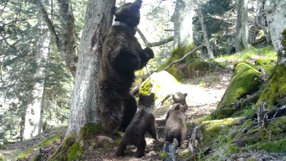 Sur les traces des ours dans les Pyrénées