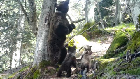 Sur les traces des ours dans les Pyrénées Sur les traces des ours dans les Pyrénées