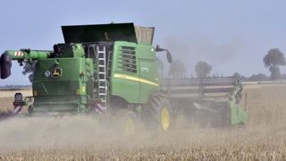 La qualité des colzas et des pois un peu impactée La qualité des colzas et des pois un peu impactée