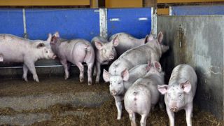 Le retour des protéines animales transformées pour les porcs et les volailles Le retour des protéines animales transformées pour les porcs et les volailles