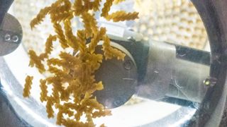 La FNSEA invite à « relativiser » la hausse du prix des pâtes La FNSEA invite à « relativiser » la hausse du prix des pâtes
