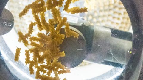 La FNSEA invite à « relativiser » la hausse du prix des pâtes La FNSEA invite à « relativiser » la hausse du prix des pâtes