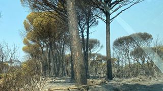 Les agriculteurs réclament une gestion concertée du massif des Maures Les agriculteurs réclament une gestion concertée du massif des Maures