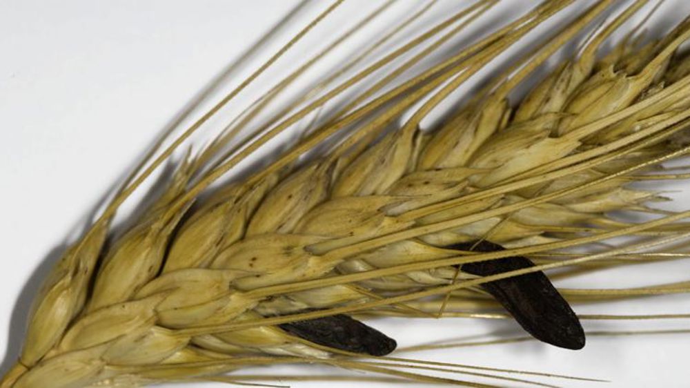 Des teneurs maximales d’ergot plus strictes pour les céréales