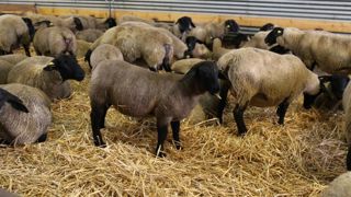 Les abattages d’agneaux en hausse Les abattages d’agneaux en hausse