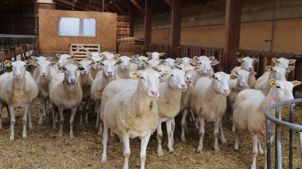 La Fédération nationale ovine veut relever le défi de la consommation