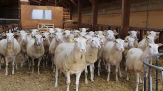 La Fédération nationale ovine veut relever le défi de la consommation La Fédération nationale ovine veut relever le défi de la consommation