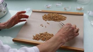 La qualité des blés tendres pénalisée par le poids spécifique La qualité des blés tendres pénalisée par le poids spécifique