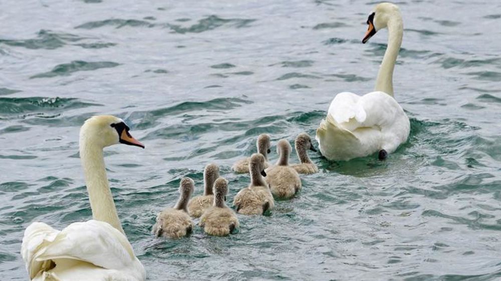 Des foyers de grippe aviaire en Belgique et au Luxembourg