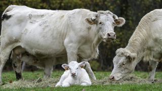 La France pourrait perdre 584 000 vaches allaitantes d’ici à 2030 La France pourrait perdre 584 000 vaches allaitantes d’ici à 2030