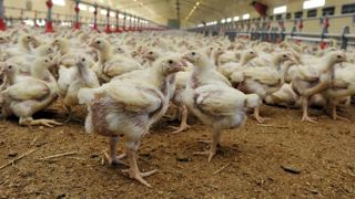 En volailles de chair, les antibiotiques ne sont plus automatiques En volailles de chair, les antibiotiques ne sont plus automatiques