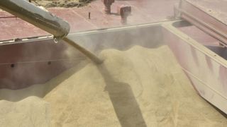 En blé tendre, l’avantage est aux marchés de proximité En blé tendre, l’avantage est aux marchés de proximité