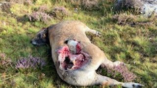 Une bactérie mise en cause dans la mort d’une vingtaine de bovins Une bactérie mise en cause dans la mort d’une vingtaine de bovins