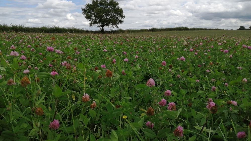 Des rendements fourragers exceptionnels à la ferme bio des Bordes