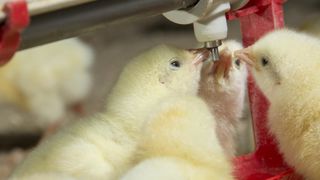 Tout savoir sur l’indemnisation après l’influenza aviaire Tout savoir sur l’indemnisation après l’influenza aviaire