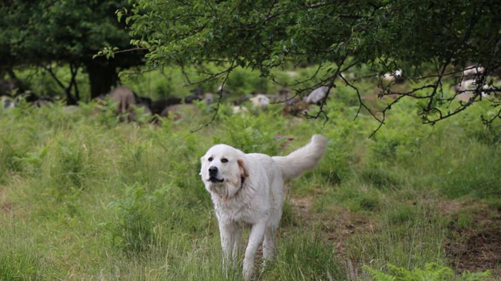 Un éleveur devant le tribunal à cause de ses chiens de protection
