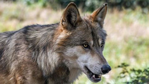 Le retour du loup en Bretagne, fantasme ou réalité ? Le retour du loup en Bretagne, fantasme ou réalité ?
