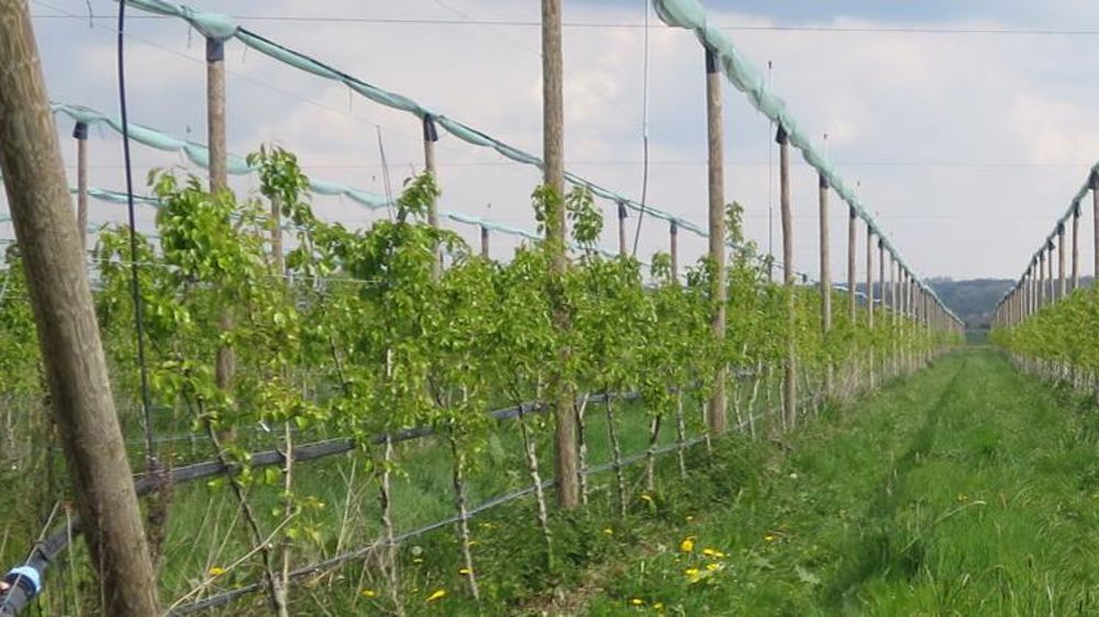 Les arboriculteurs sonnent l’alerte sur le retrait des phytos