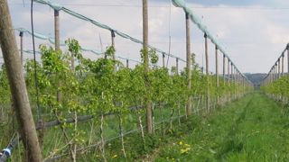 Les arboriculteurs sonnent l’alerte sur le retrait des phytos Les arboriculteurs sonnent l’alerte sur le retrait des phytos