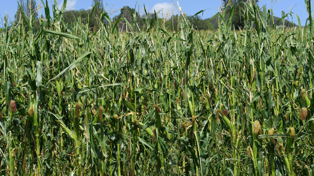 Sélectionner des maïs acceptables pour la société