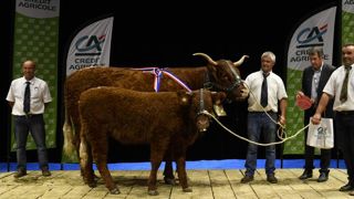 Veaux, vaches, moutons… et aspirants à l’Élysée de retour au Sommet de l’élevage Veaux, vaches, moutons… et aspirants à l’Élysée de retour au Sommet de l’élevage