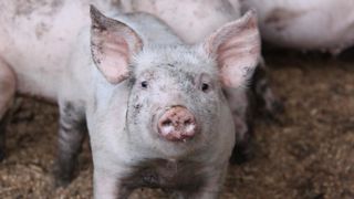 La cause animale est un enjeu majeur pour 23 % des Français La cause animale est un enjeu majeur pour 23 % des Français