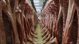 Les cours du porc chutent Les cours du porc chutent