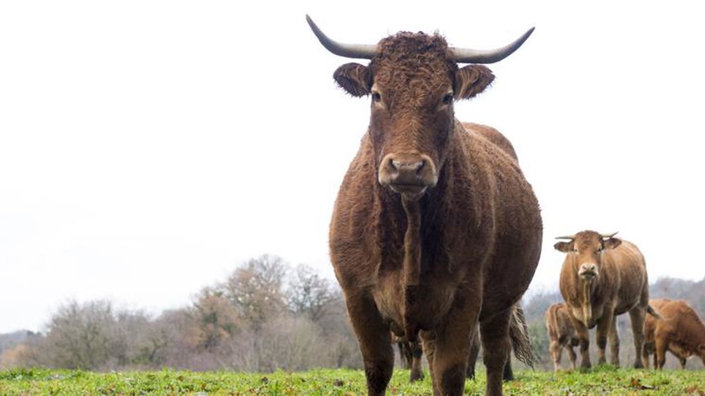 La Coordination rurale s’oppose à la « marche forcée du bio »