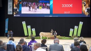 Dix races à viande aux enchères sous la même bannière Dix races à viande aux enchères sous la même bannière
