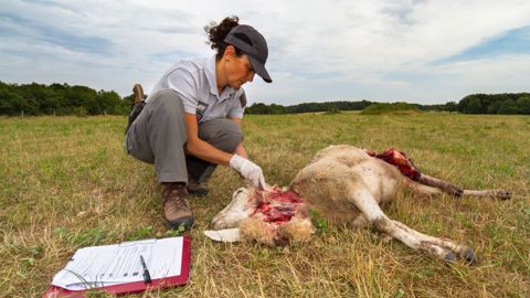 Les dégâts du loup progressent encore Les dégâts du loup progressent encore