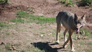 La Coordination rurale veut doubler les prélèvements de loups La Coordination rurale veut doubler les prélèvements de loups