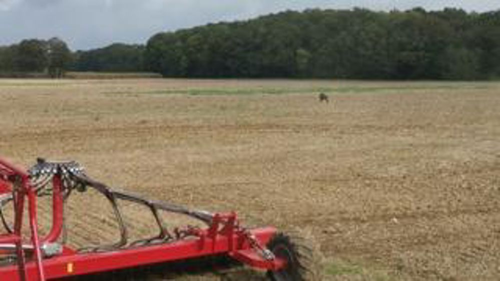 Le nez dans les semis