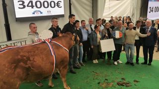 Une vache limousine vendue 34 000 € Une vache limousine vendue 34 000 €