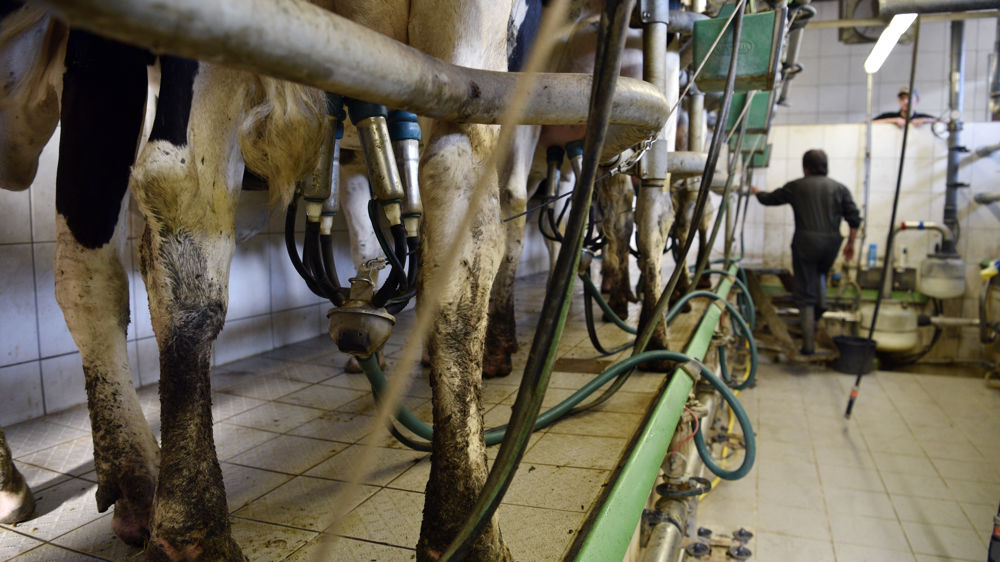 La collecte laitière française repart à la hausse en août
