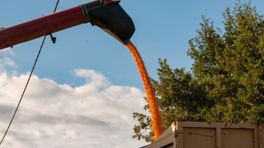 De bons échos pour la récolte de maïs