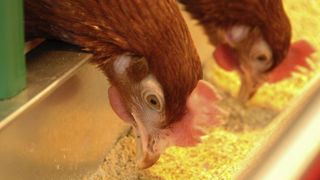 « Il y a urgence à répercuter les hausses du coût de l’alimentation » « Il y a urgence à répercuter les hausses du coût de l’alimentation »