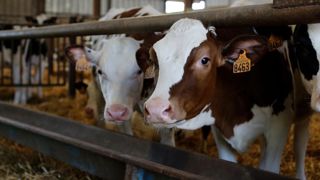 Des eurodéputés veulent revoir les règles de bien-être animal Des eurodéputés veulent revoir les règles de bien-être animal