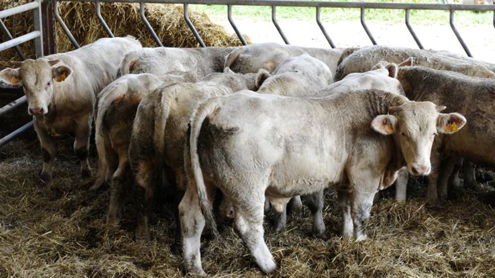 Les exportations de broutards ont rebondi en août